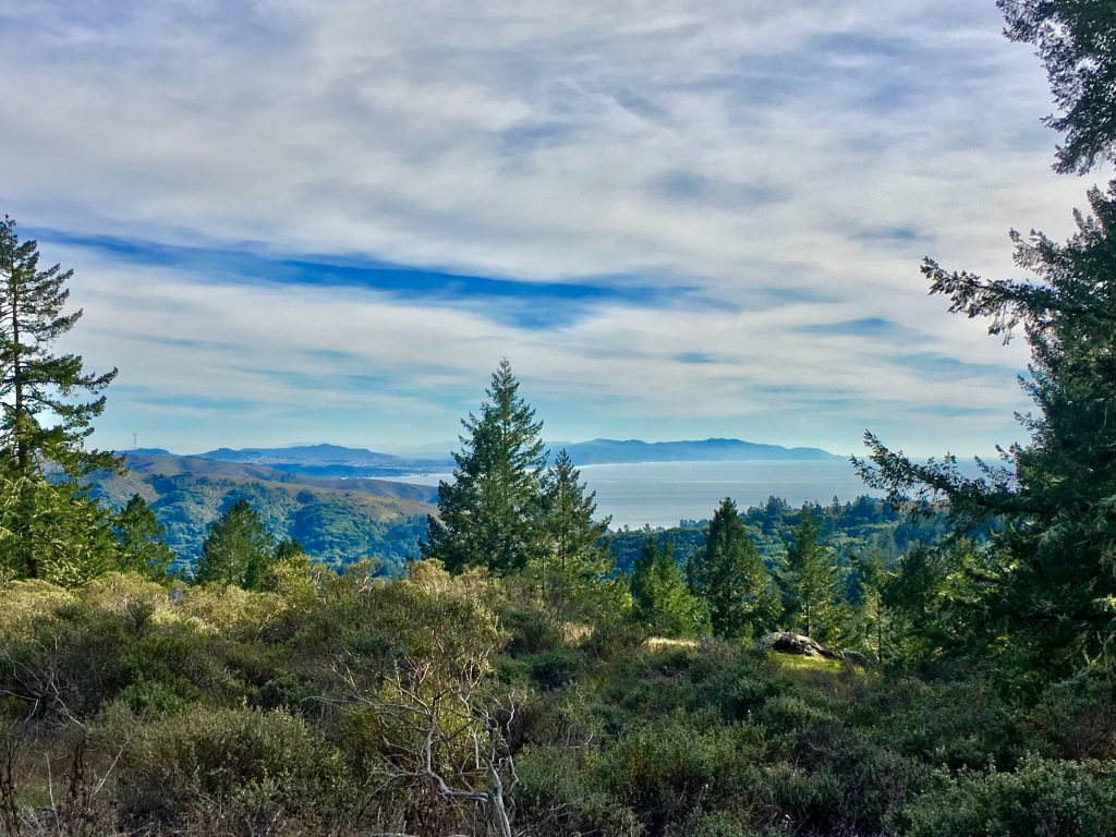 Muir Wood, California