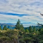 Muir Wood, California